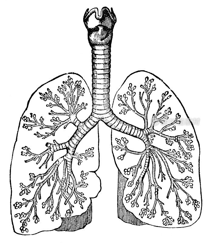 人体肺部的医学插图横切面- 19世纪